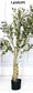 Artificial Olive Tree (Single Piece)