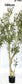 Artificial Olive Tree (Single Piece)