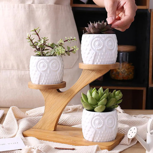 Succulent Pots & Bamboo Shelf - Hanna's Modern