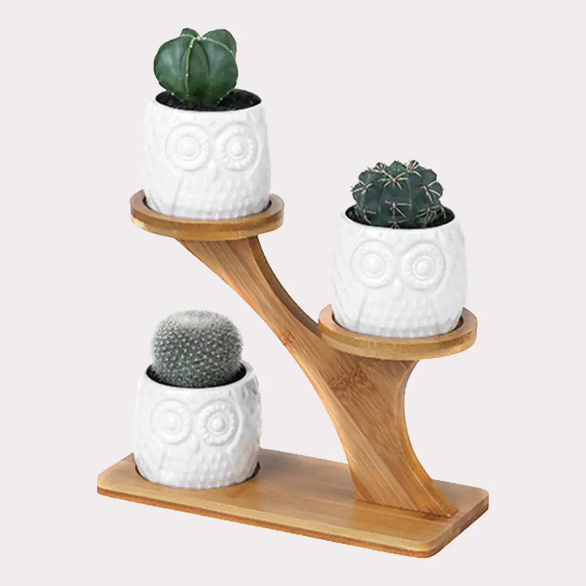 Succulent Pots & Bamboo Shelf - Hanna's Modern