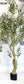 Artificial Olive Tree (Single Piece)