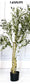 Artificial Olive Tree (Single Piece)